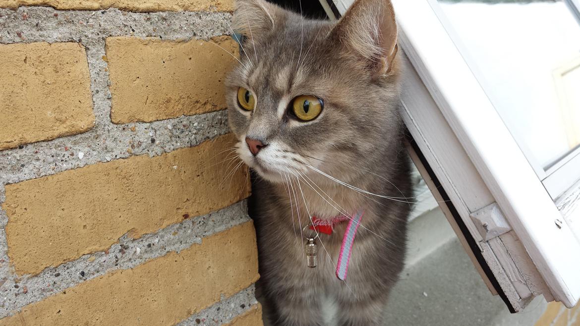 Blanding af racer Maika billede 4