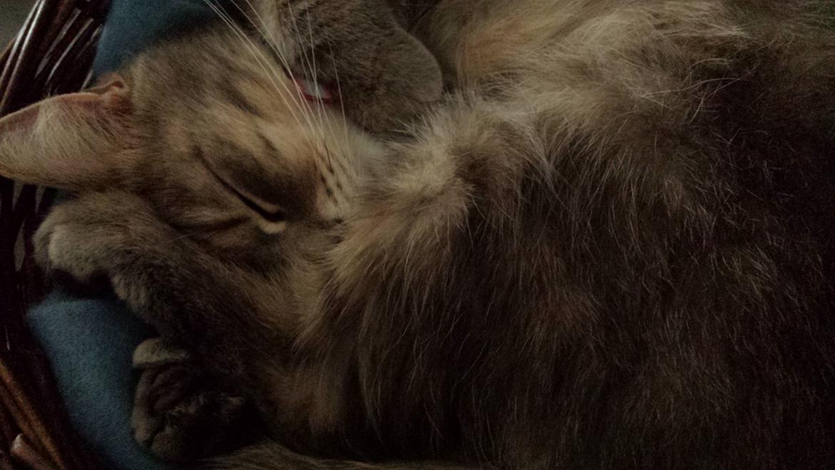 Blanding af racer Maika billede 5