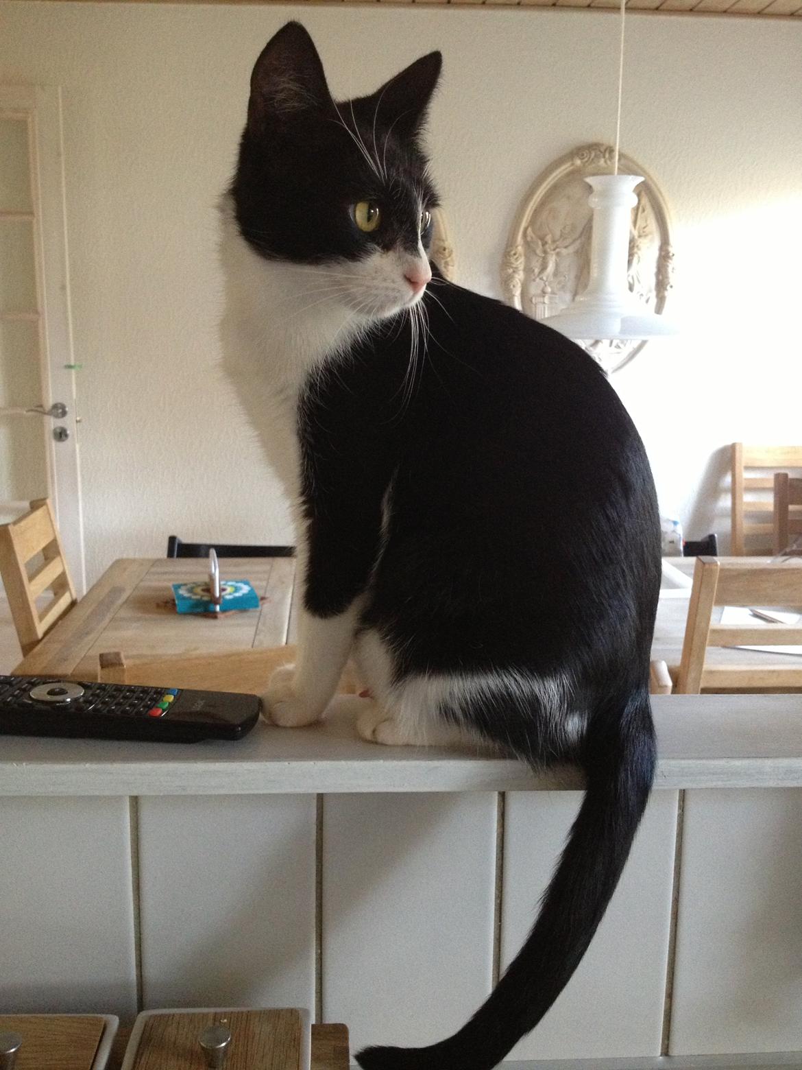 Huskat ~ Fiona † ** Sov sødt min elskede skat <3** billede 9