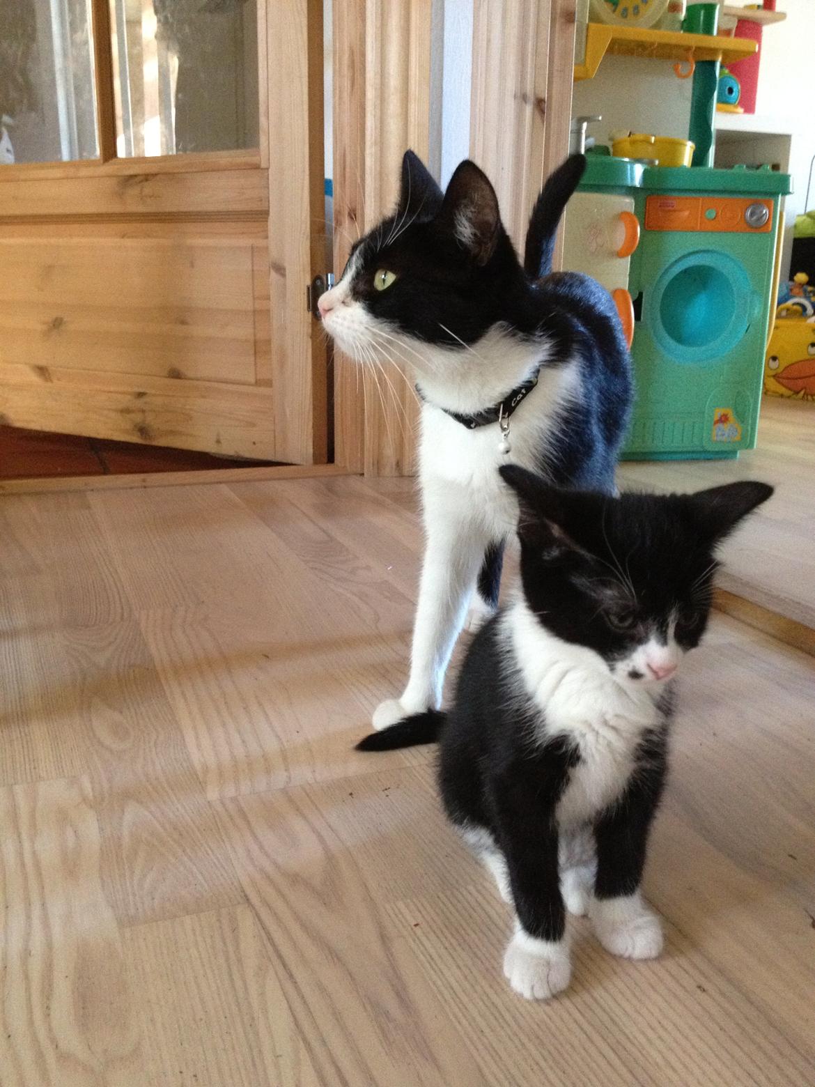 Huskat ~ Fiona † ** Sov sødt min elskede skat <3** - 03.06.2013. Fiona og Felicia.  billede 14