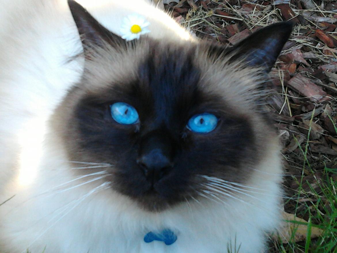 Hellig Birma Elvis - Elvis er udenfor med et blomst på øret. billede 18