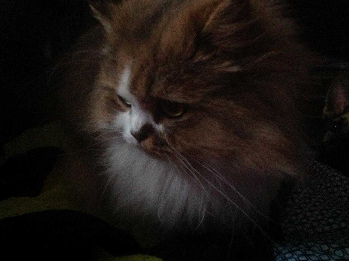 Selkirk Rex  Pjuske billede 8