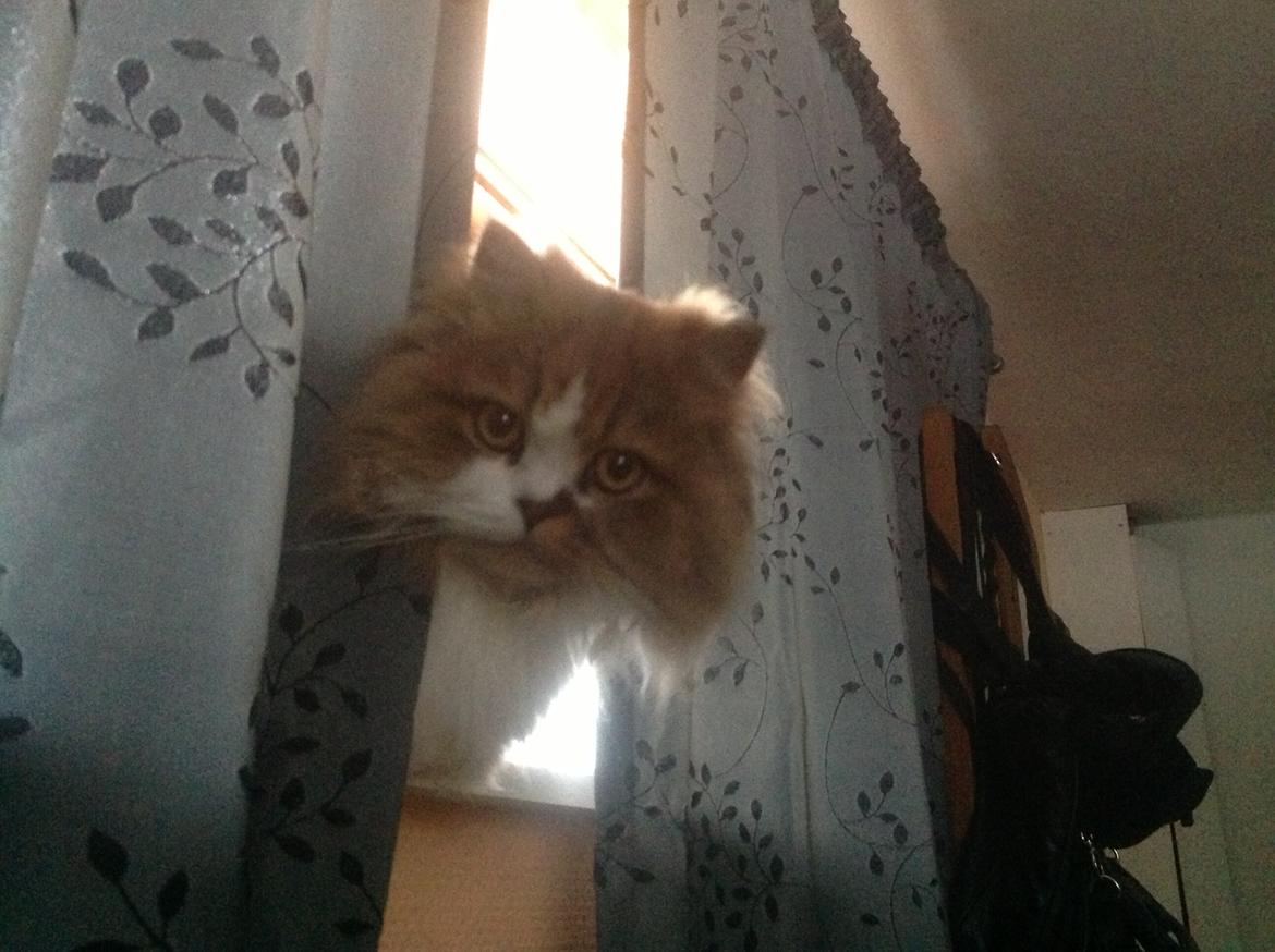 Selkirk Rex  Pjuske billede 9