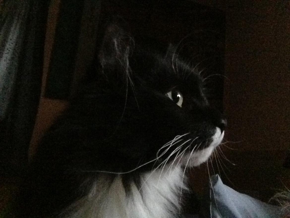 Blanding af racer Olga billede 8