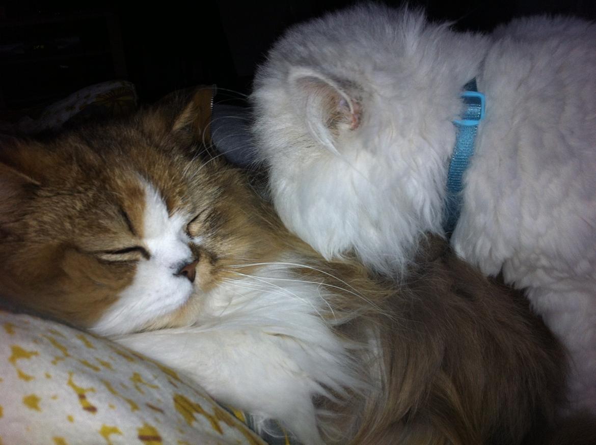 Perser Maya Adrian Amade"(kaldt Manse) billede 5