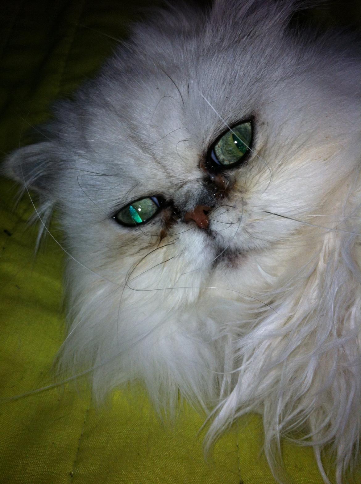 Perser Maya Adrian Amade"(kaldt Manse) billede 6