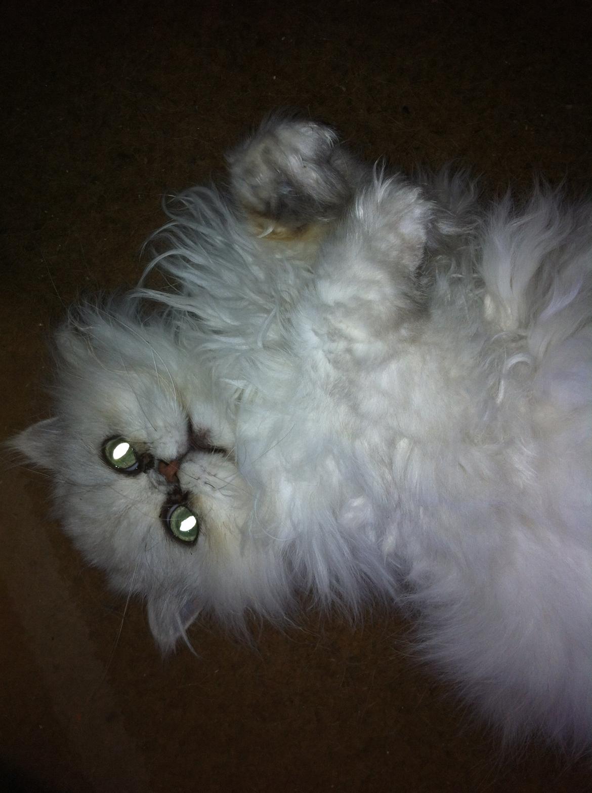 Perser Maya Adrian Amade"(kaldt Manse) billede 7