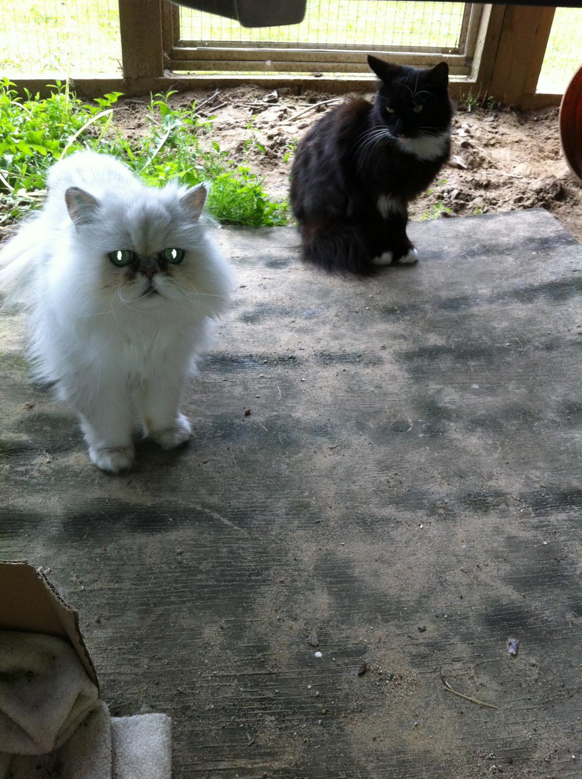 Perser Maya Adrian Amade"(kaldt Manse) billede 8