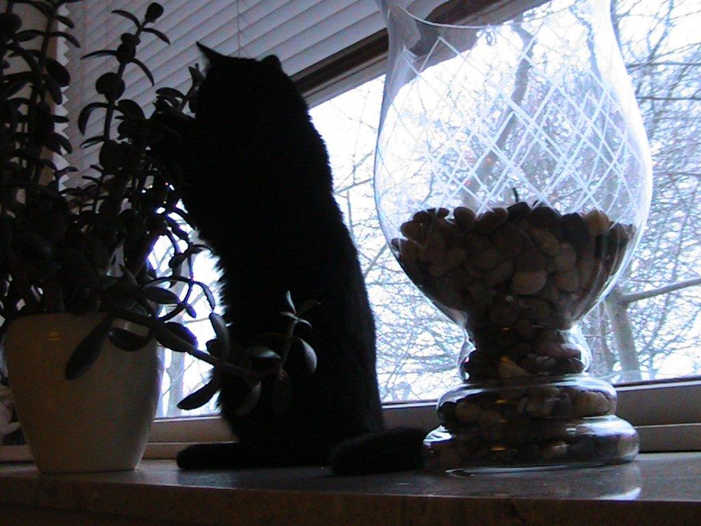 Huskat Mariska - Jeg æder da lige planten XD billede 7