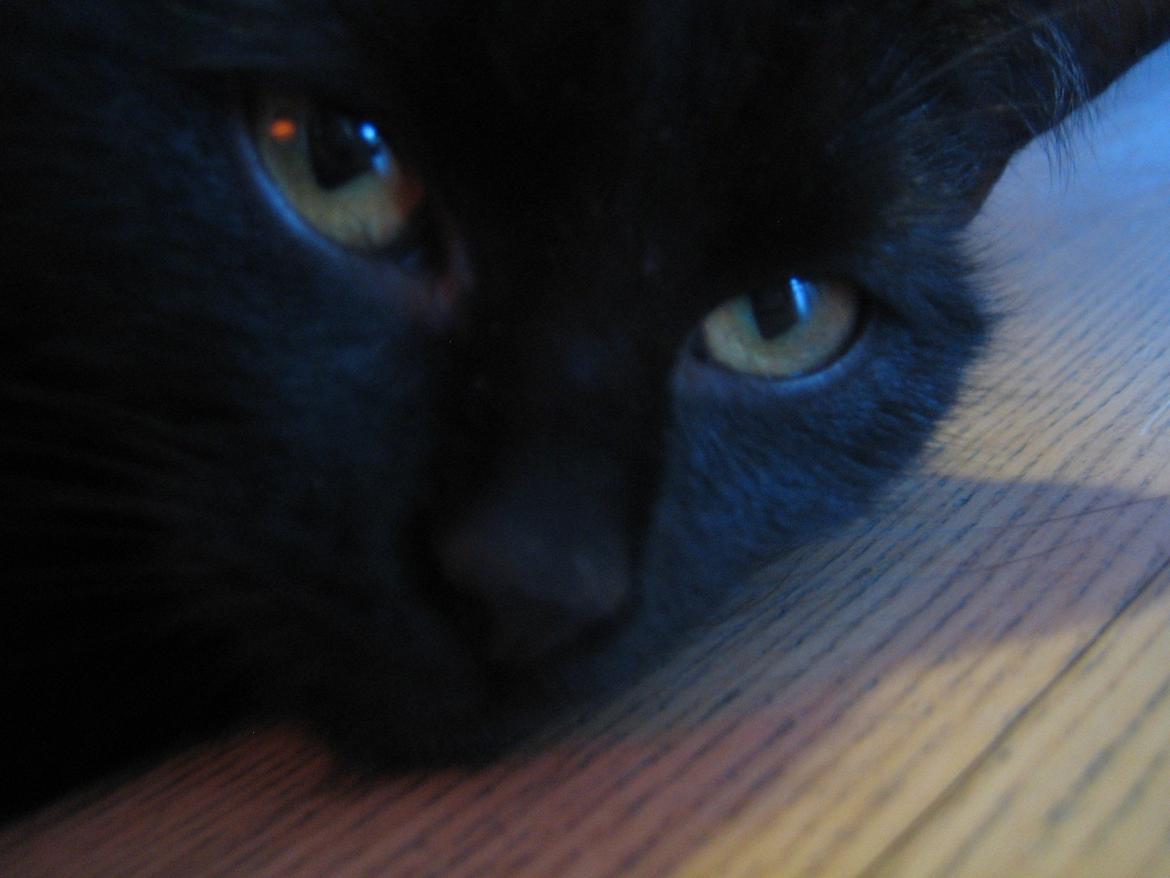 Huskat Mariska billede 8