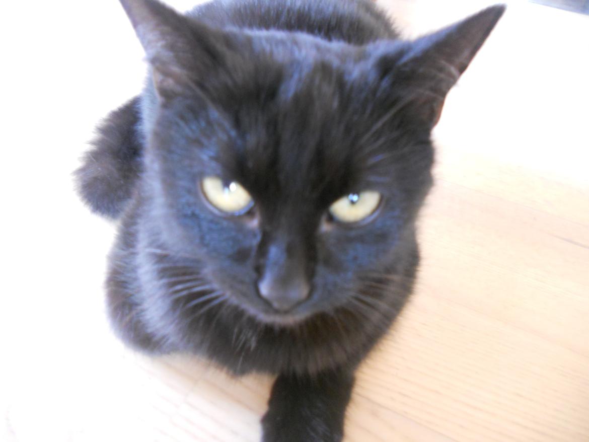 Huskat Mariska billede 9