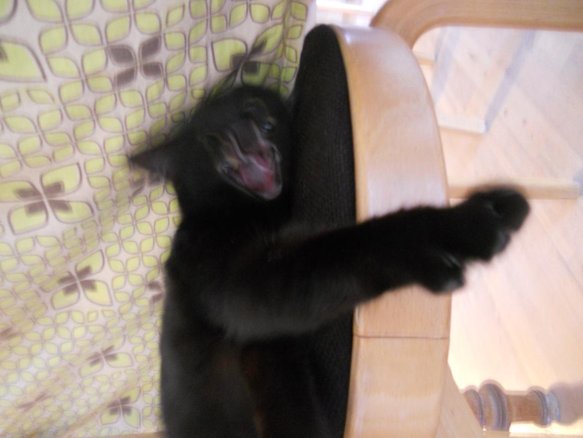 Huskat Mariska billede 10