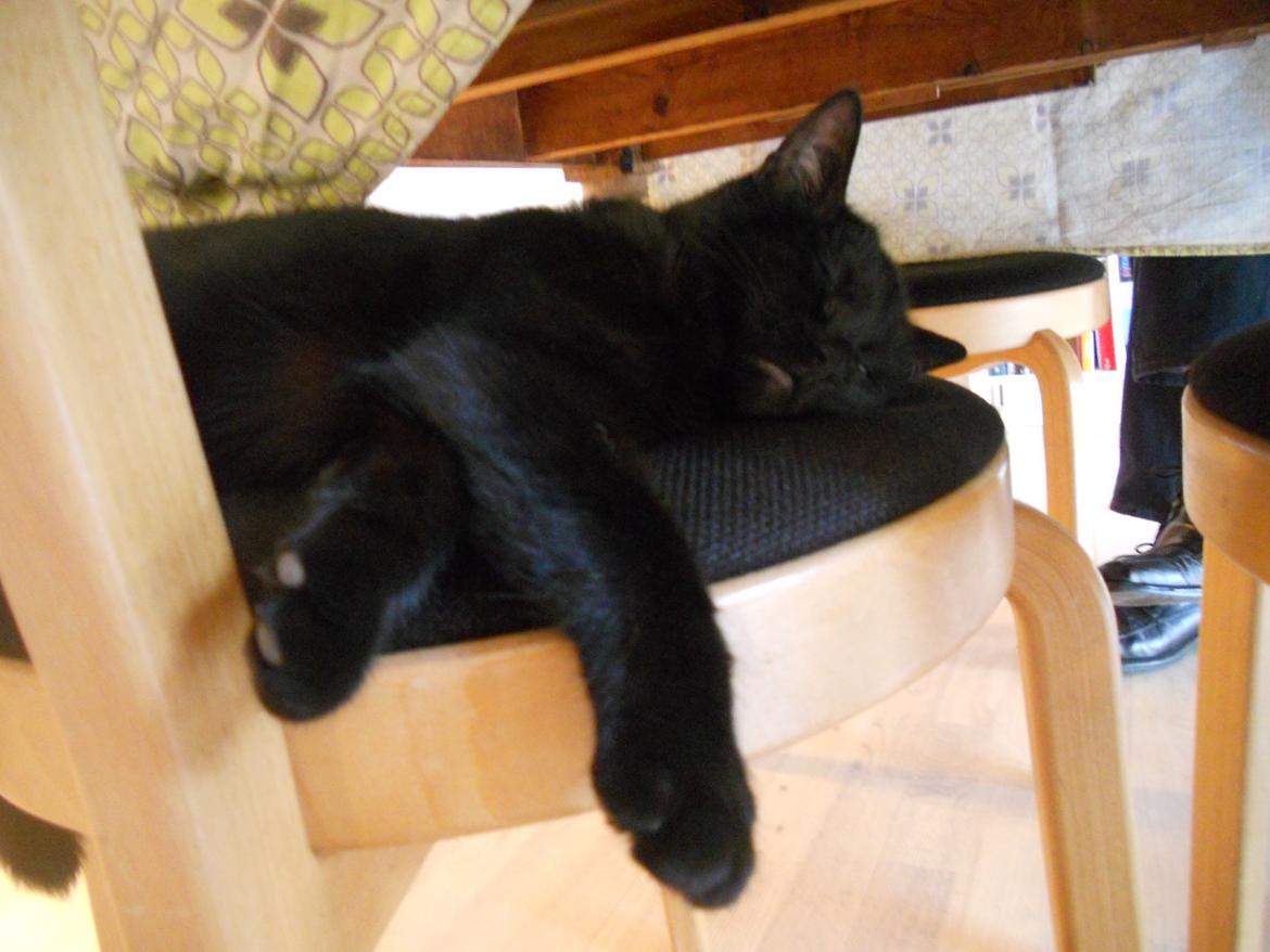 Huskat Mariska - Godnat Mariska ZZzzz billede 11