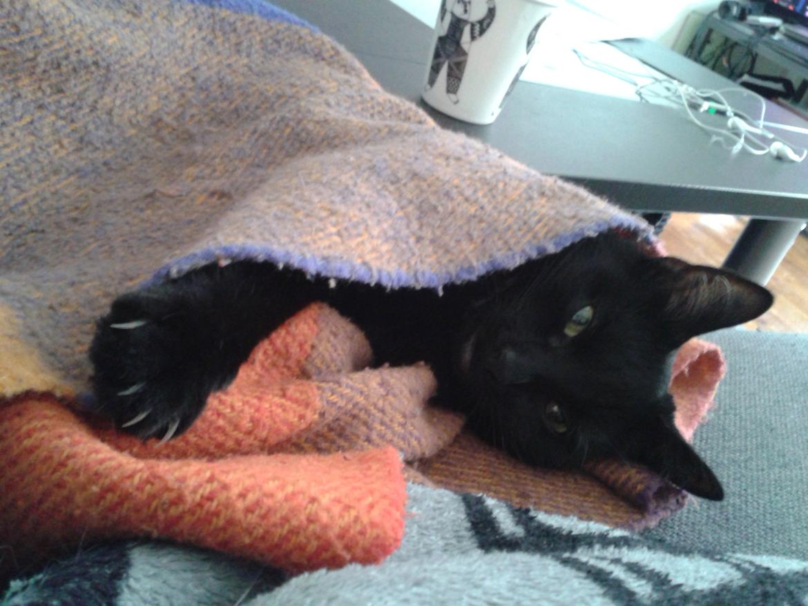 Huskat Fie billede 10