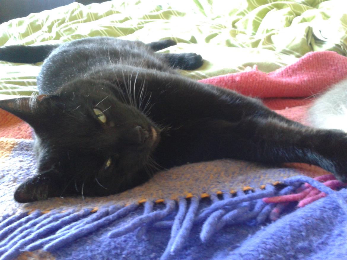 Huskat Fie billede 11