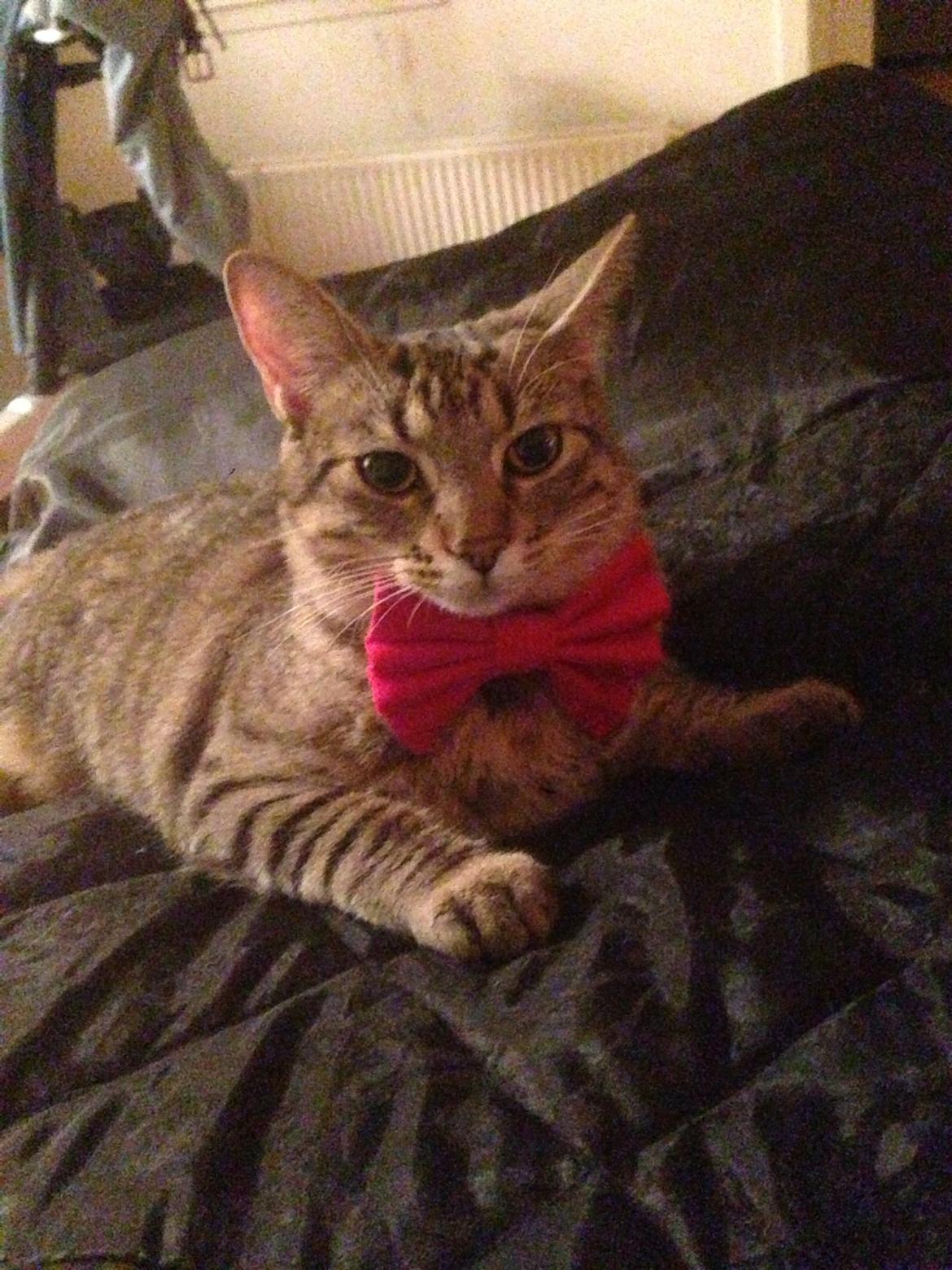 Huskat Nala <3 billede 1