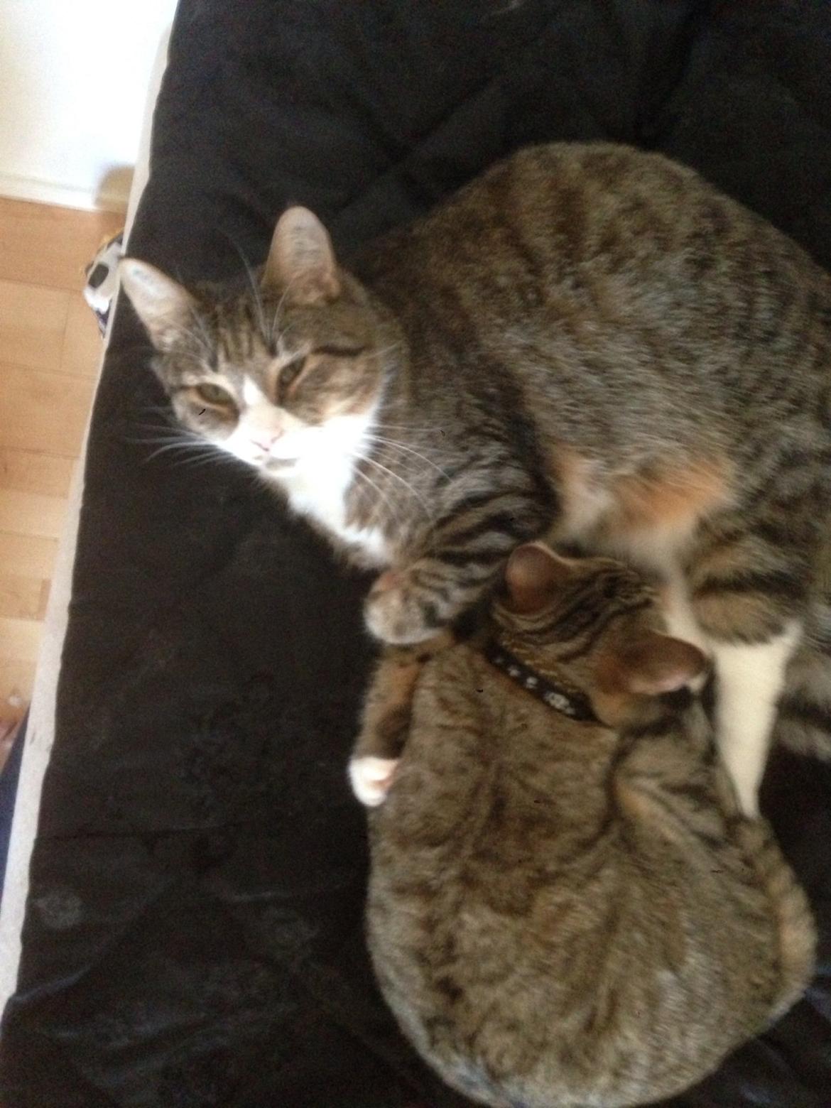 Huskat Nala <3 billede 2