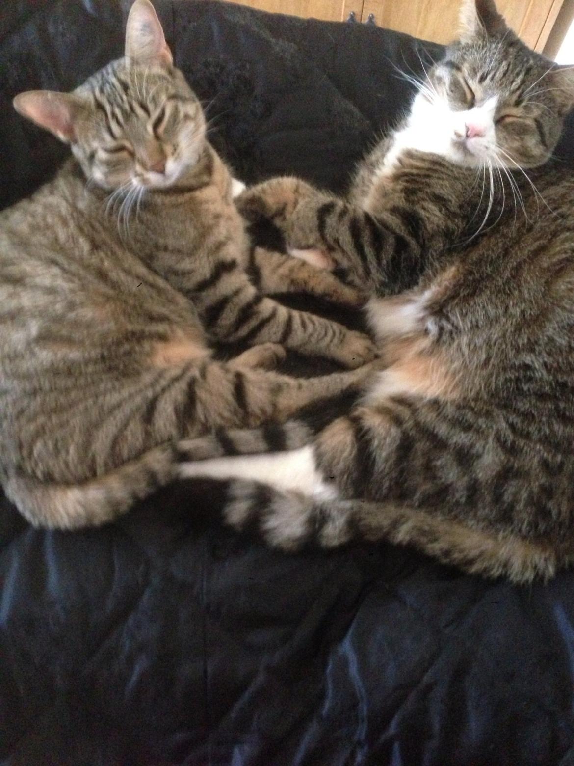 Huskat Nala <3 billede 3