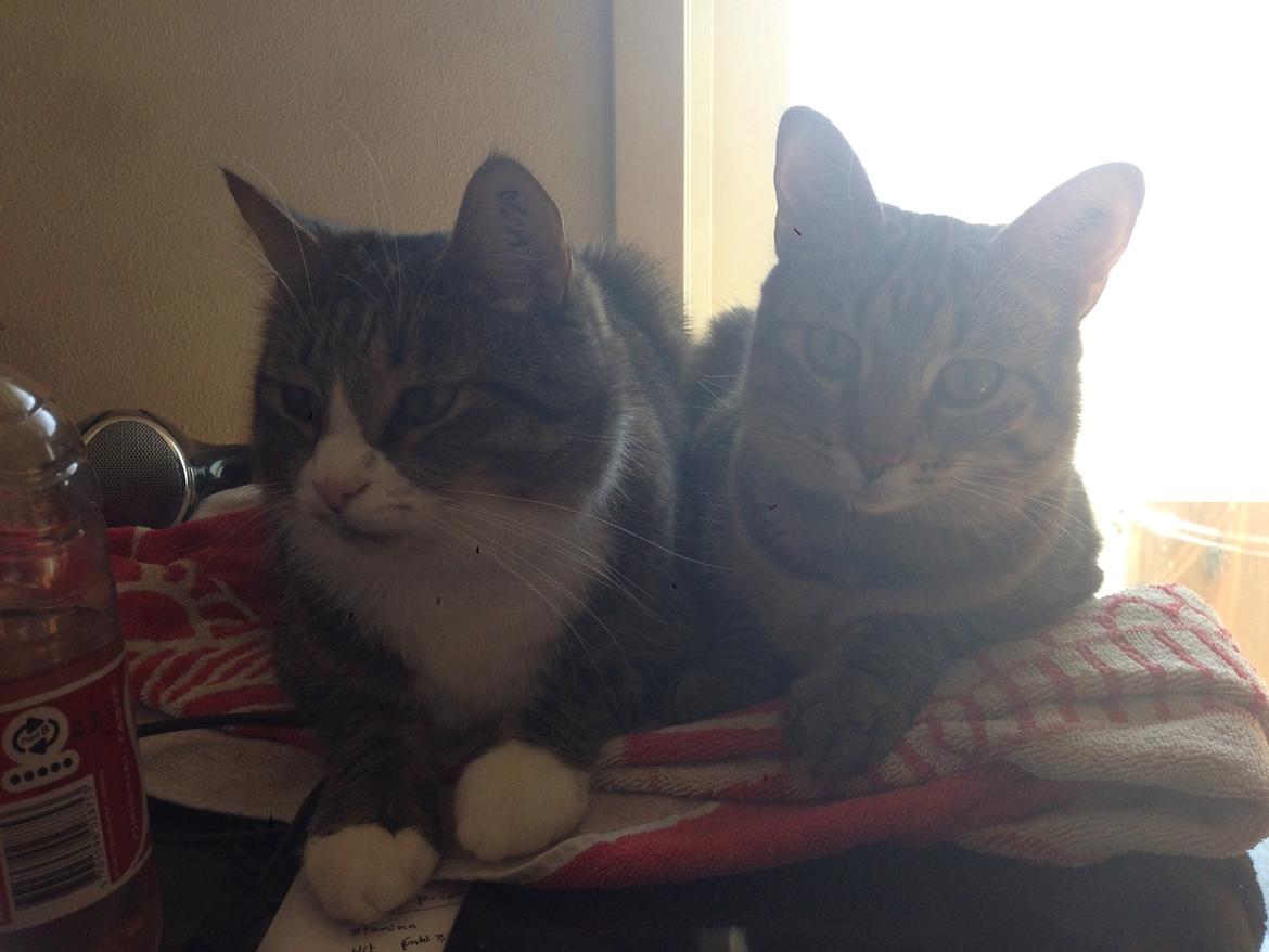 Huskat Nala <3 billede 4