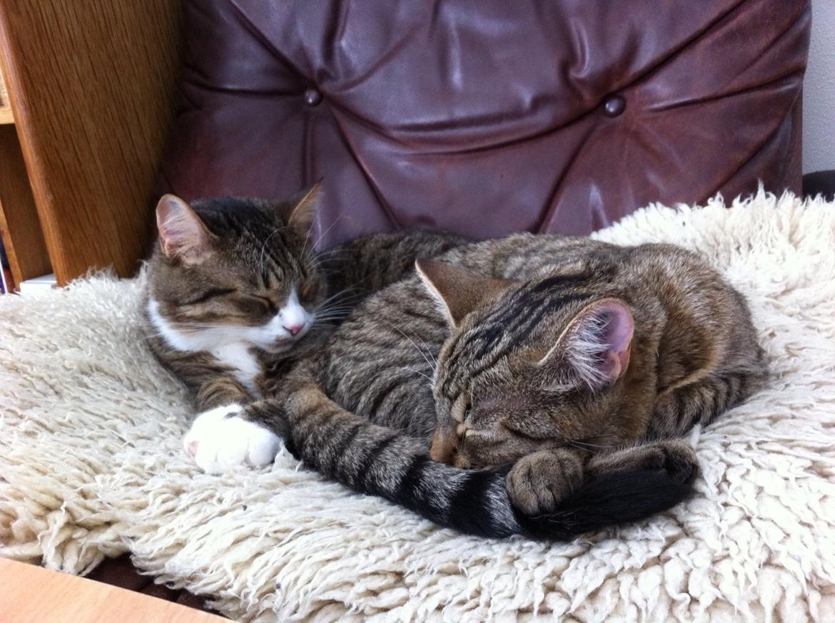 Huskat Nala <3 billede 5