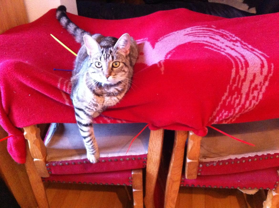 Huskat Nala <3 billede 7