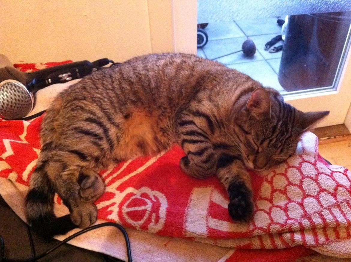 Huskat Nala <3 billede 8