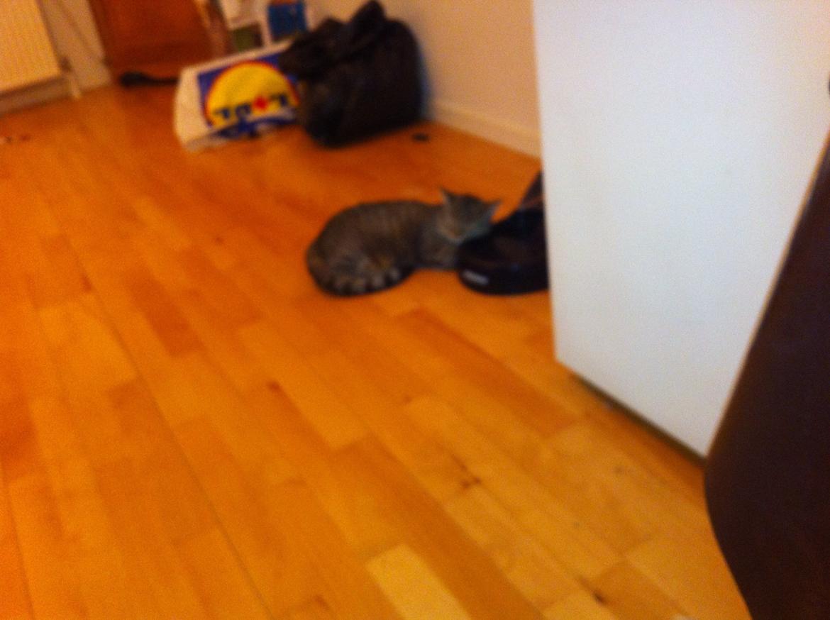 Huskat Nala <3 billede 10