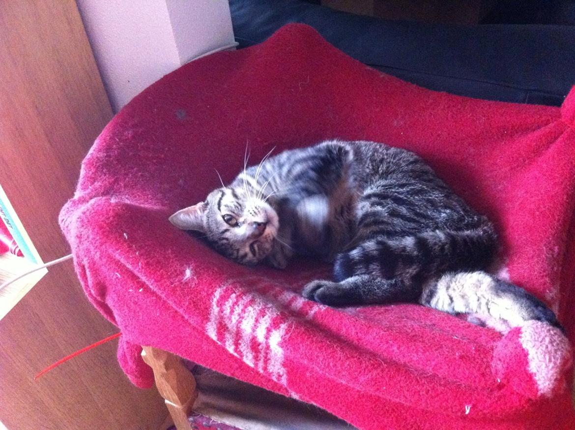 Huskat Nala <3 billede 11