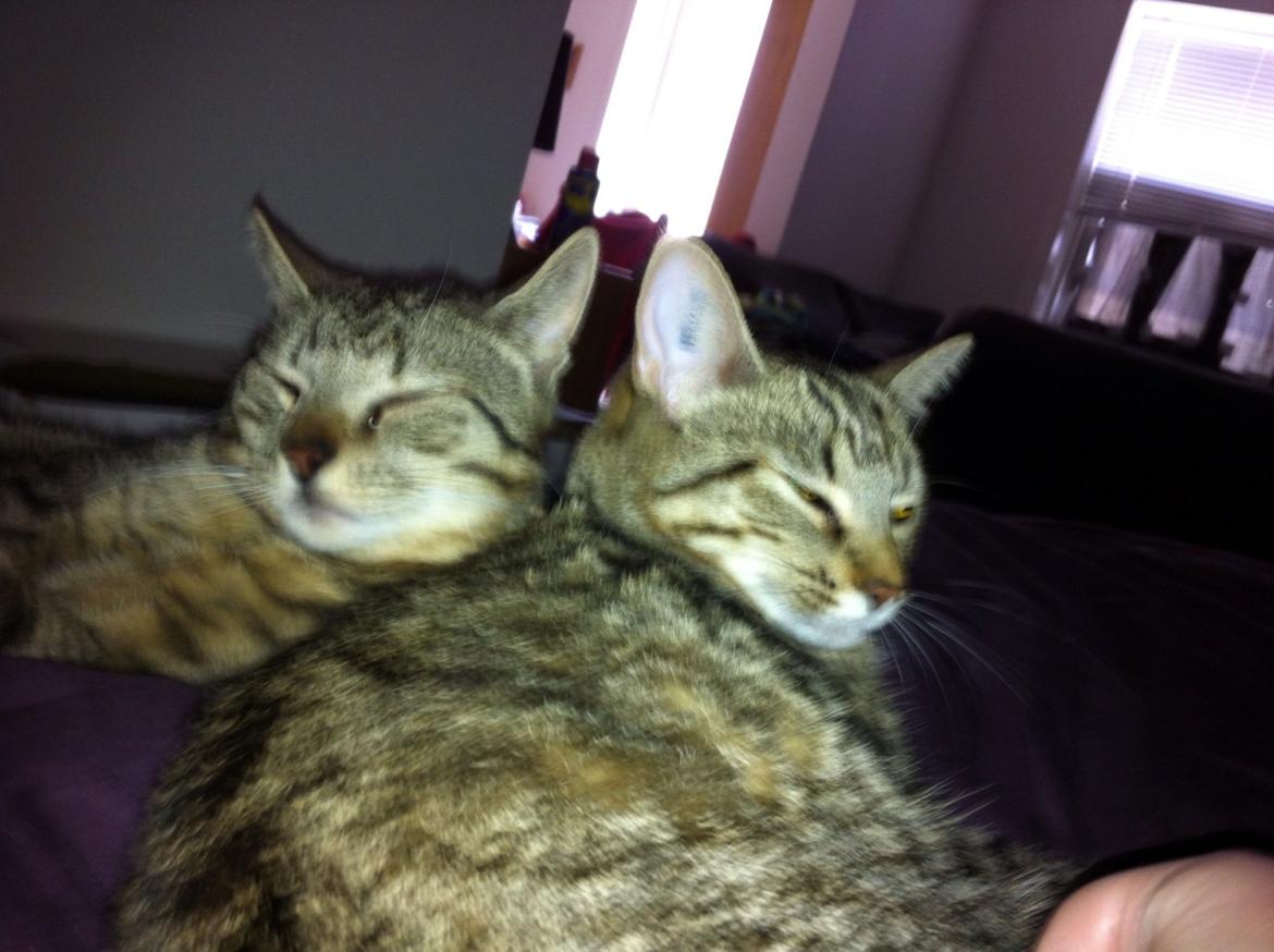 Huskat Nala <3 billede 13