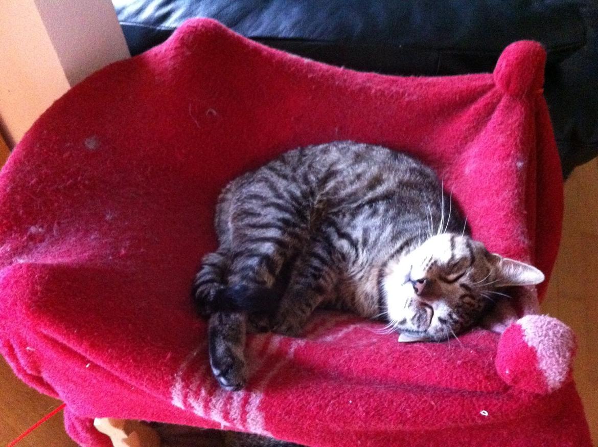 Huskat Nala <3 billede 12