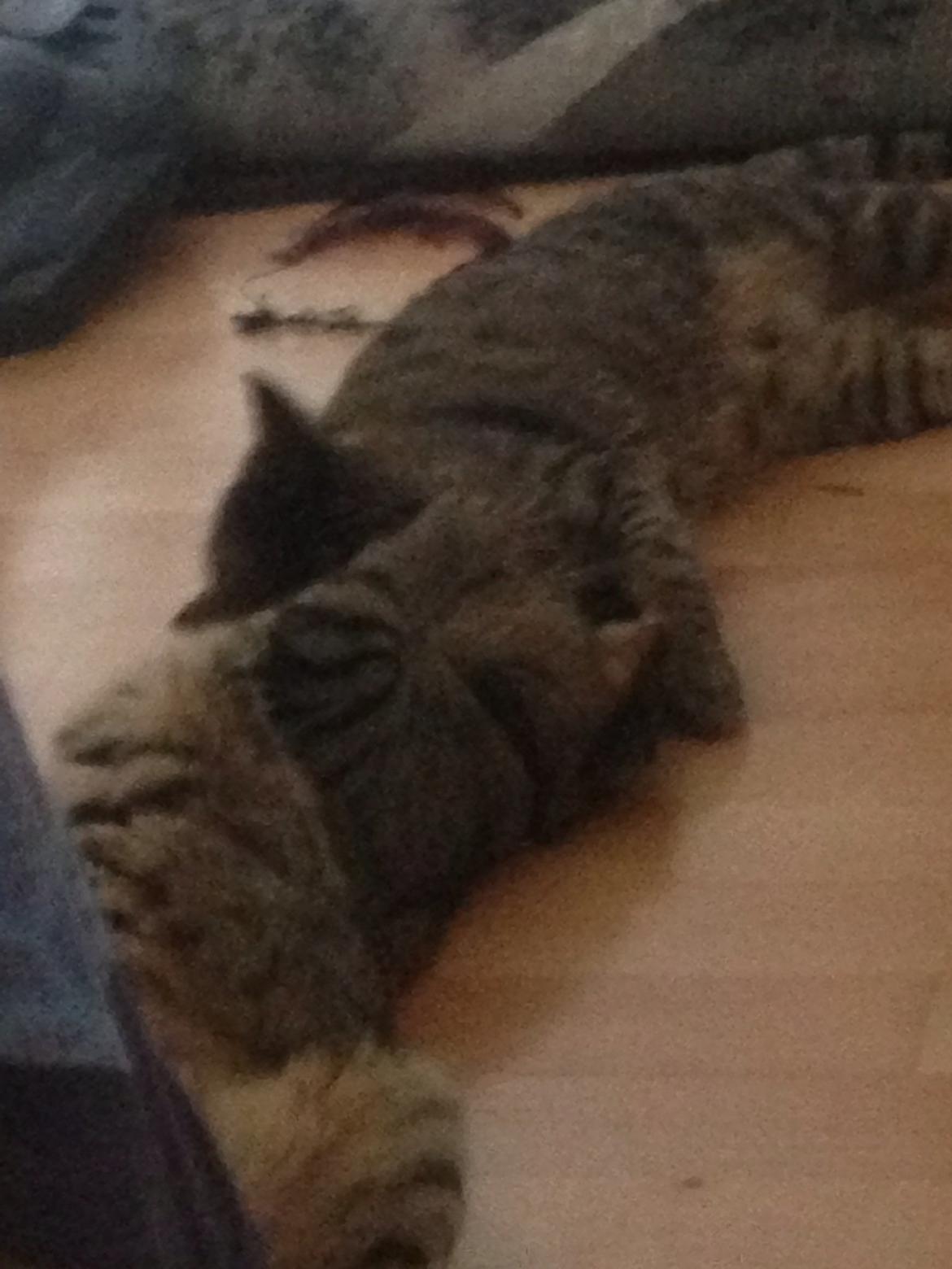 Huskat Nala <3 billede 14