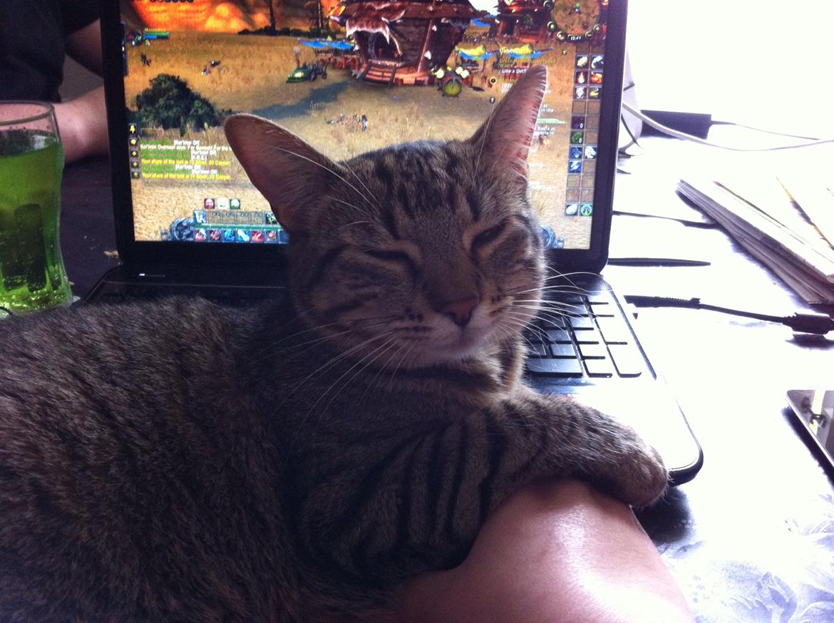 Huskat Nala <3 billede 16