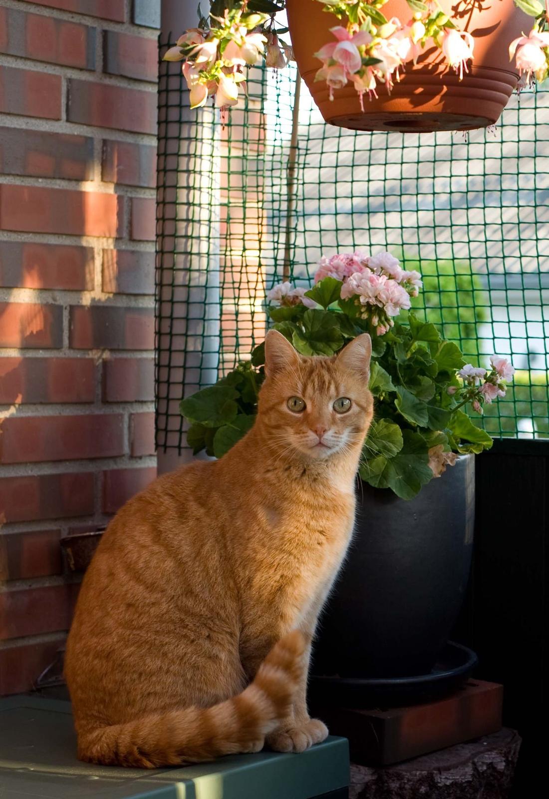 Huskat Felix billede 1