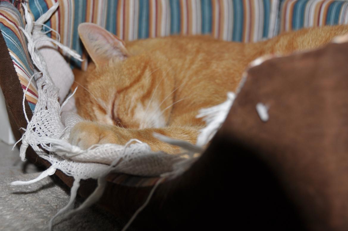 Huskat Felix billede 2