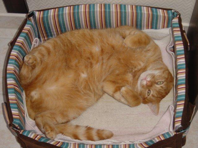 Huskat Felix billede 3