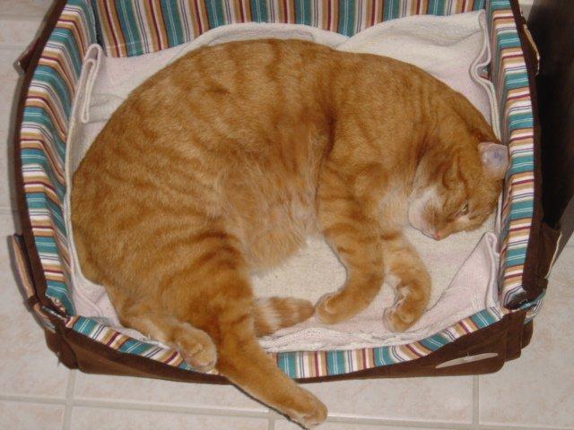 Huskat Felix billede 4