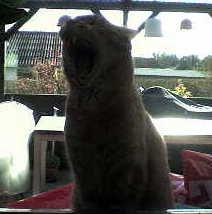 Huskat Felix billede 5