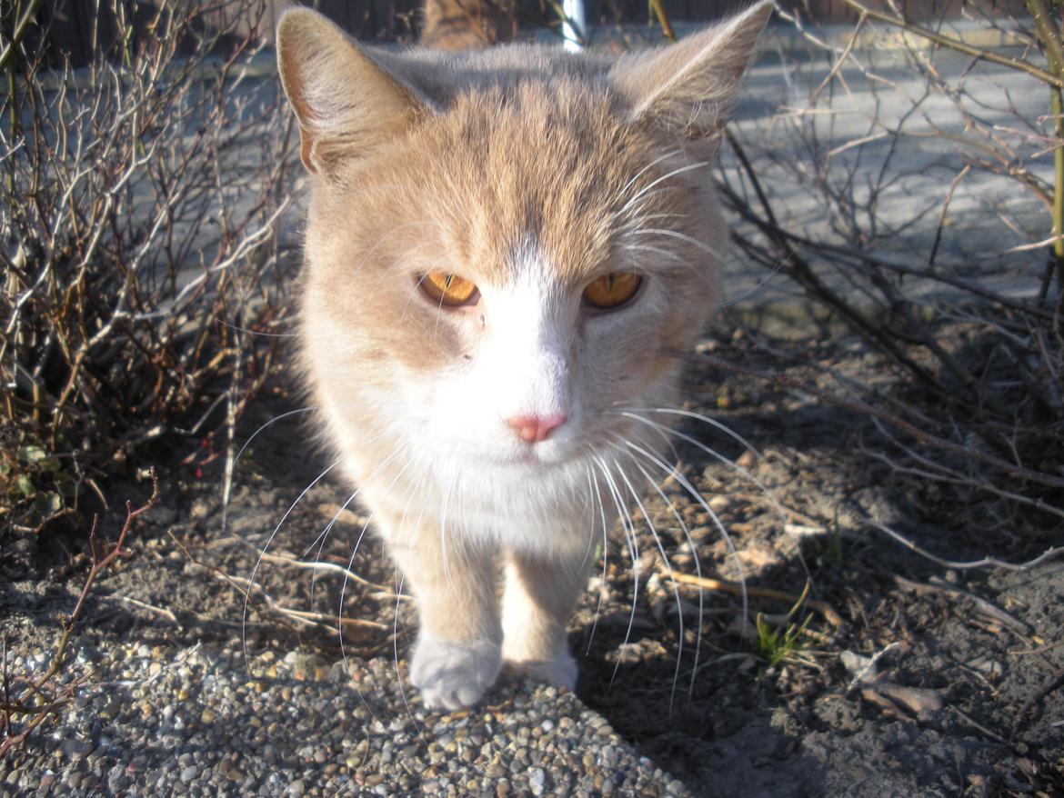 Huskat Figther/Fortis (kaldet mis) billede 3