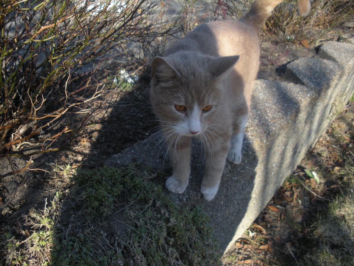 Huskat Figther/Fortis (kaldet mis) billede 6