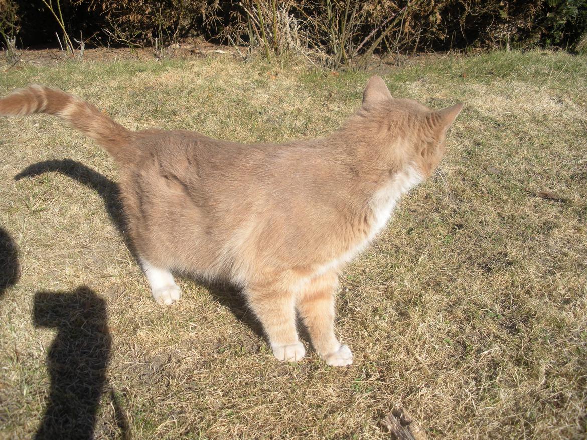 Huskat Figther/Fortis (kaldet mis) billede 7