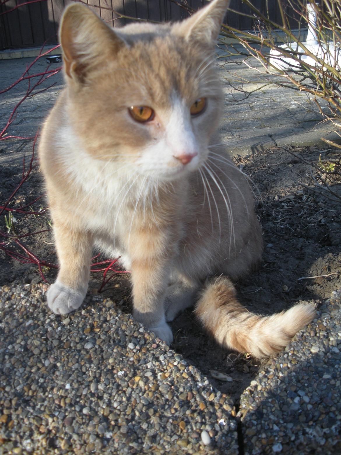 Huskat Figther/Fortis (kaldet mis) billede 1