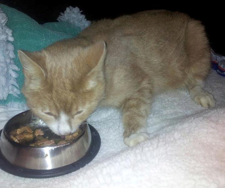 Huskat Figther/Fortis (kaldet mis) billede 8