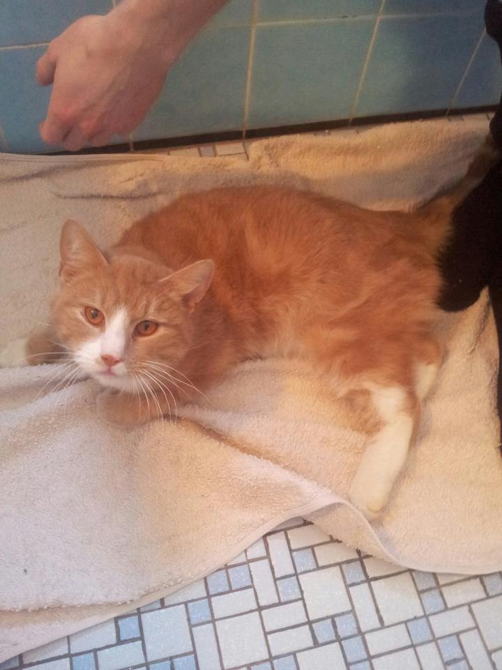 Huskat Figther/Fortis (kaldet mis) billede 2