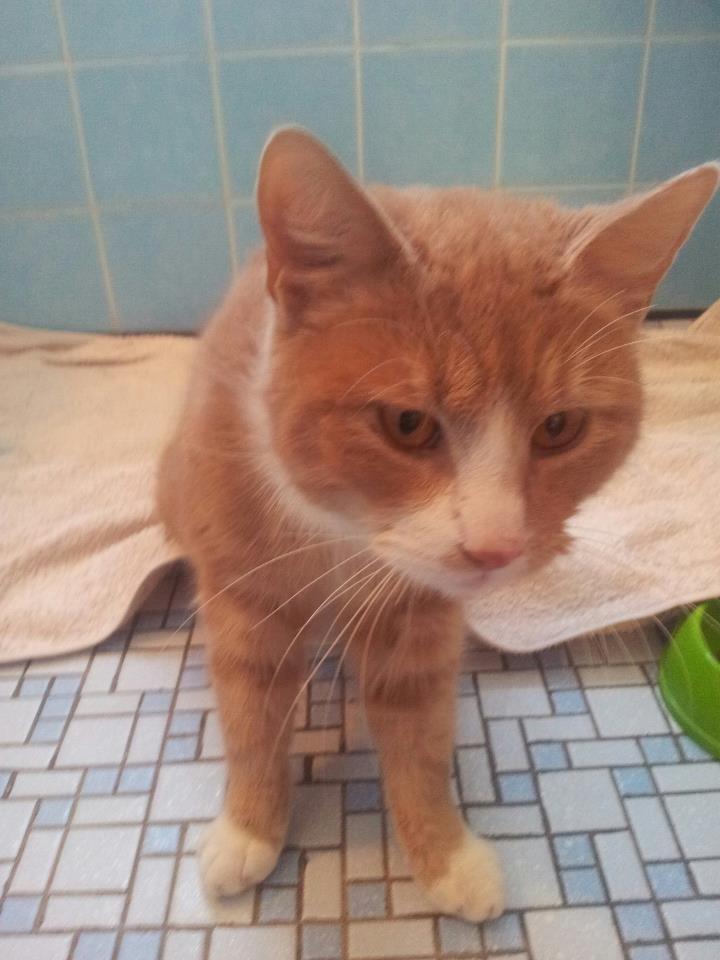 Huskat Figther/Fortis (kaldet mis) billede 4