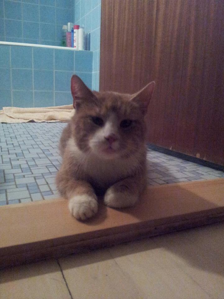 Huskat Figther/Fortis (kaldet mis) billede 9