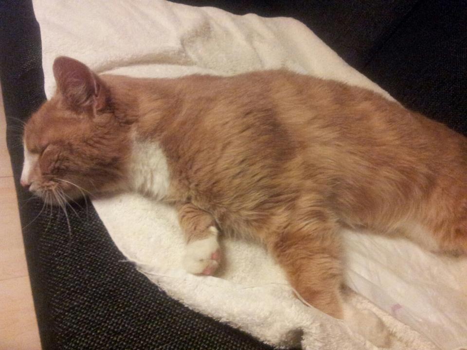 Huskat Figther/Fortis (kaldet mis) billede 5