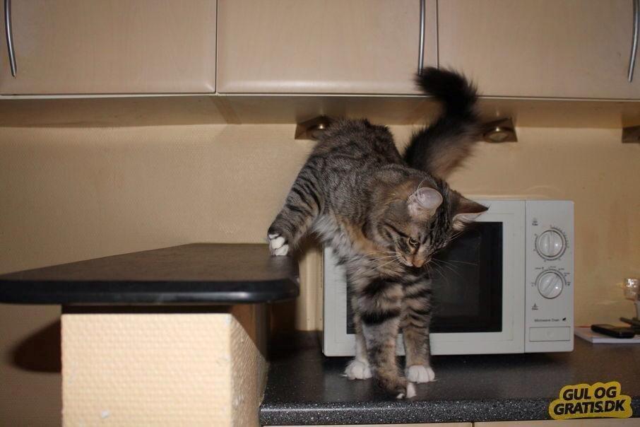 Norsk Skovkat DK skovskytten`s Kashmir billede 1