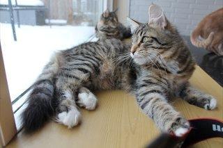 Norsk Skovkat DK skovskytten`s Kashmir billede 2