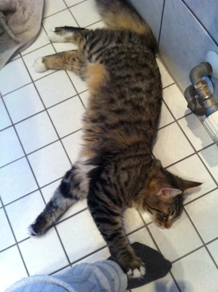 Norsk Skovkat DK skovskytten`s Kashmir billede 3