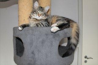 Norsk Skovkat DK skovskytten`s Kashmir billede 5